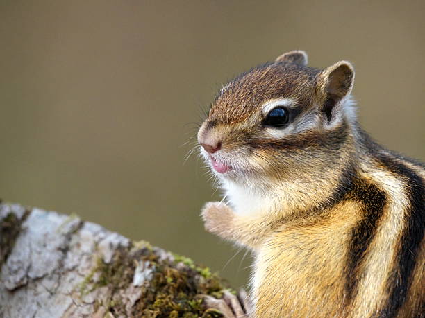 istock Wild Hokkaido Chipmunk in Eastern Hokkaido 2206810210