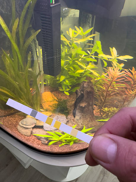 istock freshwater aquarium watertest with a test strip vertical 2206810646