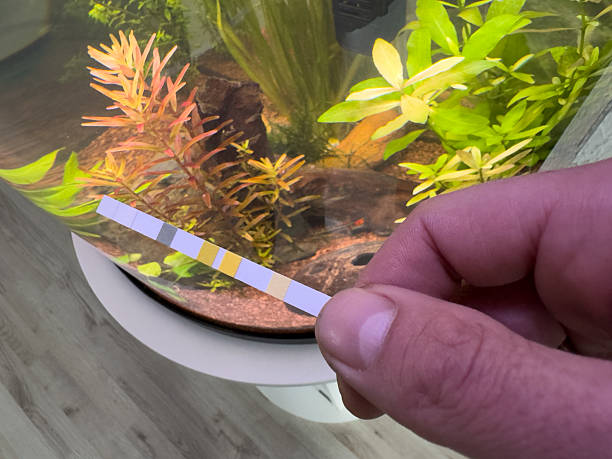 istock freshwater aquarium watertest with a test strip 2206810648