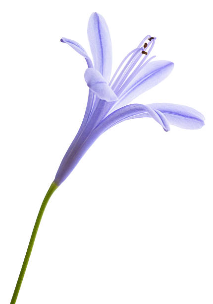 istock Lily of the Nile 2206811379