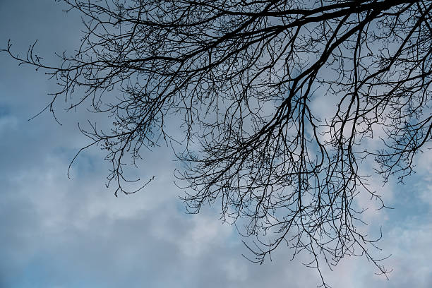 Branches of dry tree against blue cloudy sky