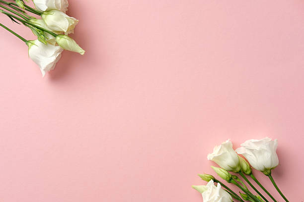 istock Delicate white lisianthus flowers on a pastel pink background 2206815116