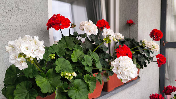 istock colorful blooming geraniums at the balcony 2206815230