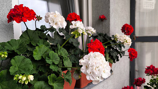 istock colorful blooming geraniums at the balcony 2206815235