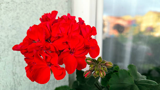 istock colorful blooming geraniums at the balcony 2206815237