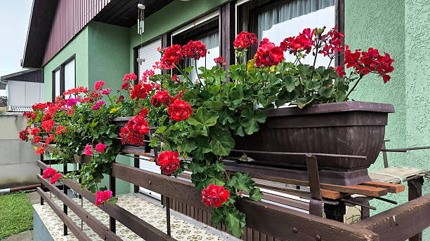 istock colorful blooming geraniums at the balcony 2206815248