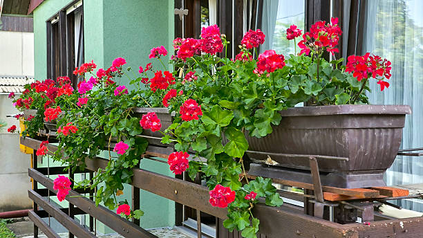 istock colorful blooming geraniums at the balcony 2206815256