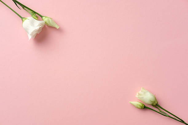 istock White flowers delicately arranged on a soft pink background. Perfect for romantic, spring-themed designs or greeting cards 2206815278