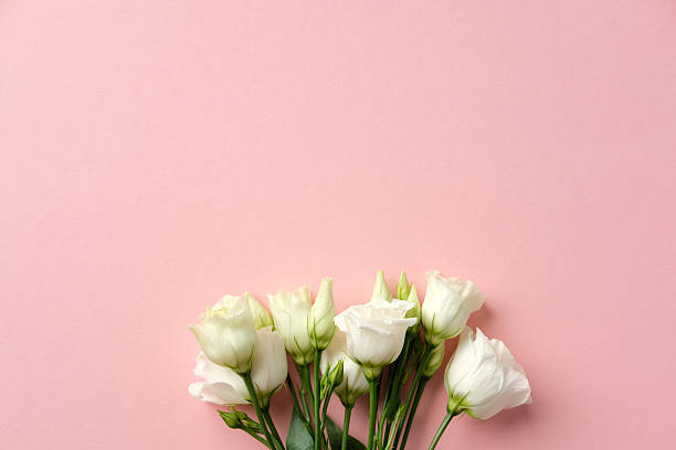 istock White lisianthus bouquet on a pastel pink background. Perfect for romantic, wedding, spring designs 2206815286