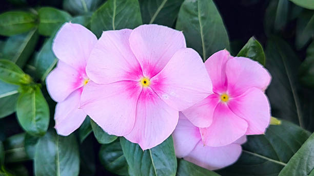 istock colorful blooming madagascar periwinkles in the pot 2206816448