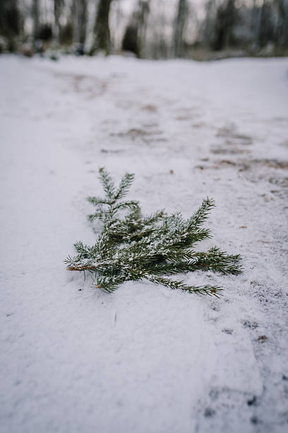 istock Spruce branches lie on a snow-covered path in a quiet winter forest, evoking a solemn and peaceful atmosphere. Natural lighting and copy space. 2206818741