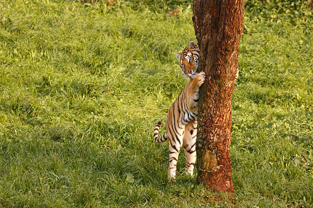 istock A tiger sharpening its claws on a tree outdoors 2206819471