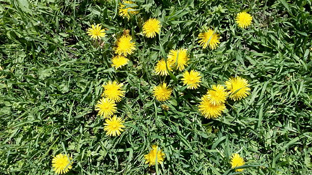 Cheerful meadow scene with bright yellow flowers dotting lush green grass. Symbolizes spring, resilience, and natural beauty. Ideal for nature, hope, or wellness themes.