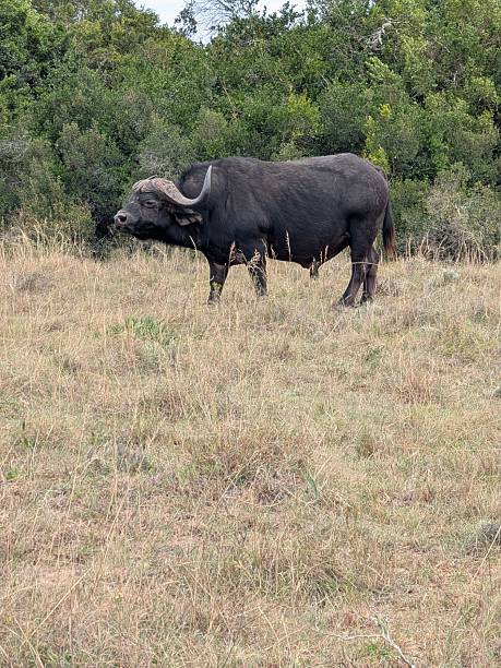 istock Safari in S. Africa 2206820438