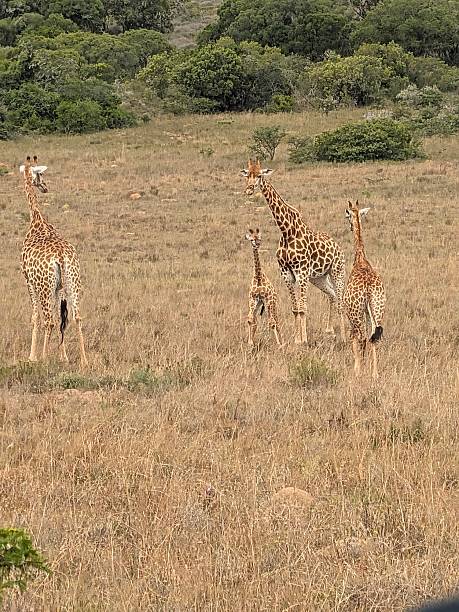 istock Safari in S. Africa 2206820703
