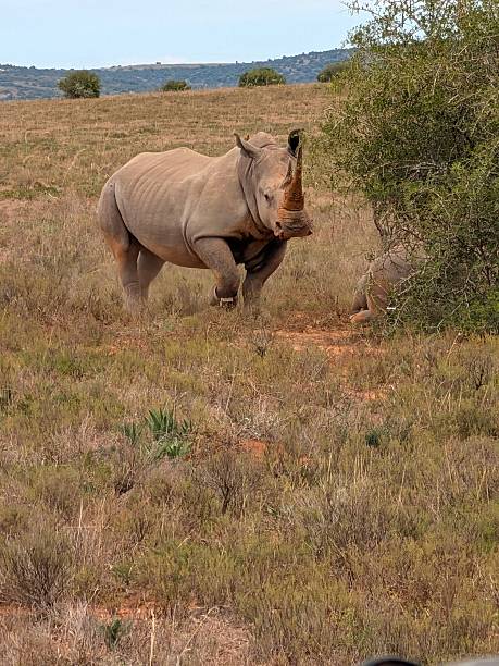 istock Safari in S. Africa 2206821328