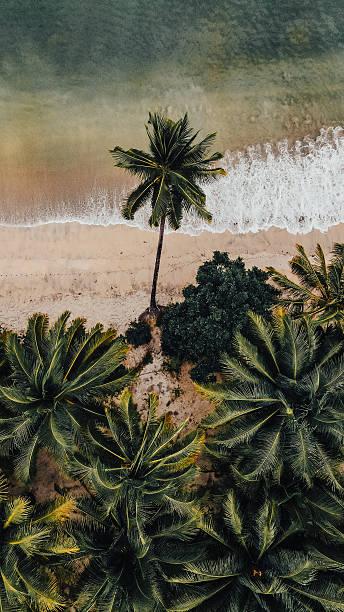 istock Top-down view of a palm tree and shoreline with ocean waves, Philippines 2206823526