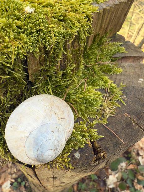 A white snail shell rests on vibrant green moss in a forest setting. The soft texture of the moss contrasts with the rough, weathered shell. Blurred background of twigs and foliage adds depth.