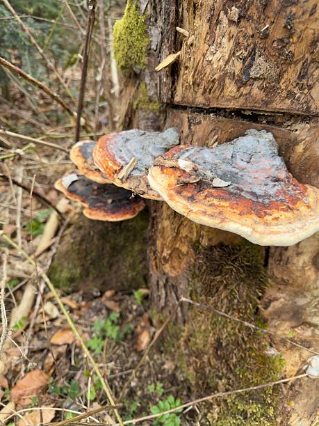 istock Large bracket fungi grow on a moss-covered tree trunk in a dense forest 2206825100