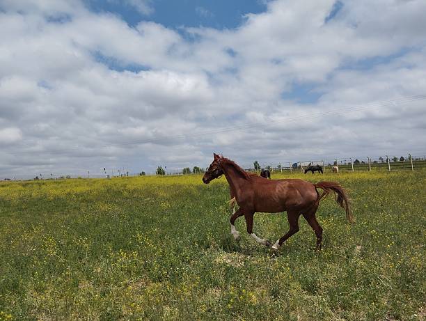 istock The free brown horse running on the plain 2206825464