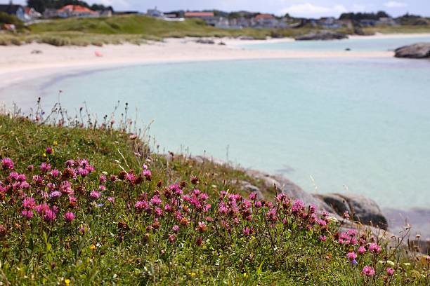istock Pink clover flowers in Karmoy island, Norway 2206828521
