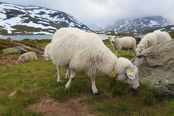 Sheep grazing in Norway mountains. Haukeli mountains in Vestfold og Telemark region.
