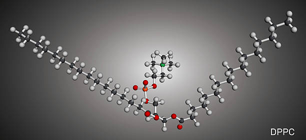 Dipalmitoylphosphatidylcholine, DPPC molecule. Natural phospholipid present in pulmonary surfactant. Molecular model. 3D rendering. Illustration