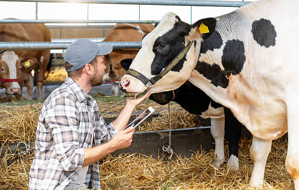istock Farmer holding digital tablet inspecting a cow at dairy farm. 2206830744