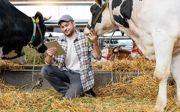 istock Farmer holding digital tablet inspecting a cow at dairy farm. 2206830767