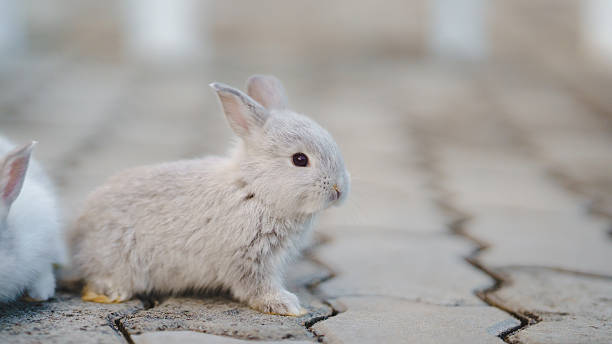 istock Rabbit innocent curious concept. A small gray rabbit sits on a textured surface, showcasing its soft fur and curious expression. 2206833631