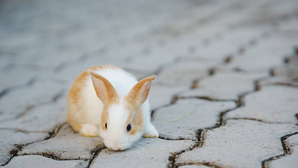 istock Rabbit innocent curious concept. A small rabbit rests on textured pavement, showcasing its soft fur and alert ears. 2206833684
