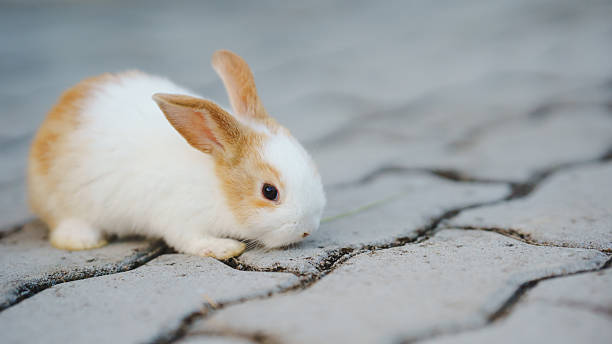 istock Rabbit innocent curious concept. A cute rabbit exploring the textured ground in a serene setting. 2206833874