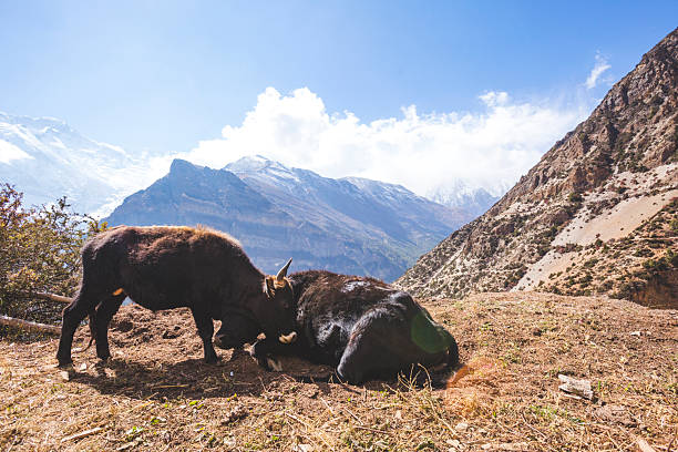 Yaks graze in the Himalayan mountains of Nepal
