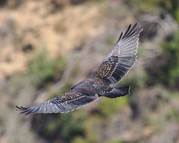 A juvenile Black-chested Buzzard Eagle soars against a forested background A single juvenile Black-chested Buzzard Eagle (Geranoaetus melanoleucus) soars against a forested background in the Andes mountains, while showing the beautiful and intricate nature of its flight feathers young black chested buzzard eagle geranoaetus melanoleucus stock pictures, royalty-free photos & images
