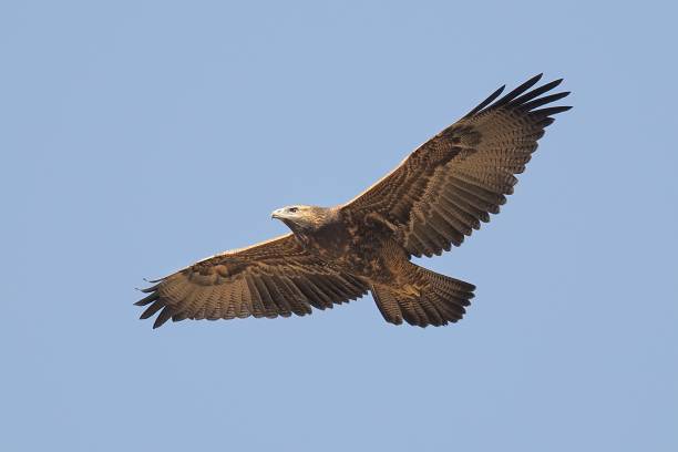 A juvenile Black-chested Buzzard Eagle soars against a blue sky background A single juvenile Black-chested Buzzard Eagle (Geranoaetus melanoleucus) soars against a pale blue sky background in the Andes mountains near the capital Santiago de Chile young black chested buzzard eagle geranoaetus melanoleucus stock pictures, royalty-free photos & images