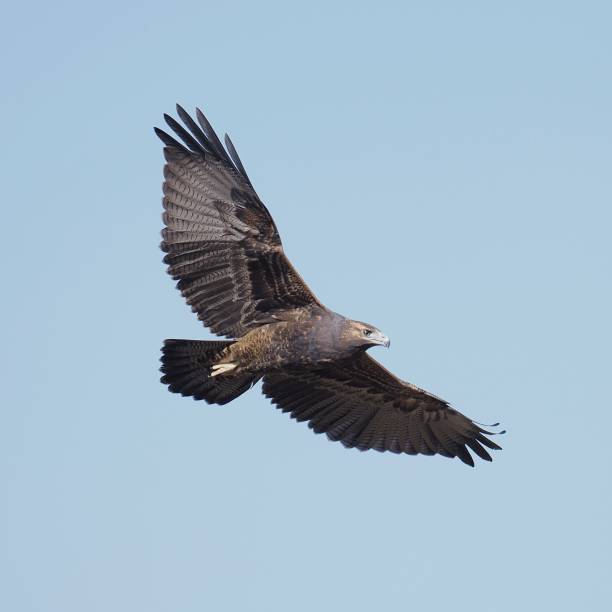 A juvenile Black-chested Buzzard Eagle soars against a blue sky background A single juvenile Black-chested Buzzard Eagle (Geranoaetus melanoleucus) soars against a pale blue sky background in the Andes mountains near the capital Santiago de Chile young black chested buzzard eagle geranoaetus melanoleucus stock pictures, royalty-free photos & images