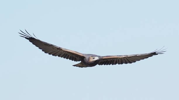 A juvenile Black-chested Buzzard Eagle soars against a blue sky background A single juvenile Black-chested Buzzard Eagle (Geranoaetus melanoleucus) soars against a pale blue sky background in the Andes mountains near the capital Santiago de Chile young black chested buzzard eagle geranoaetus melanoleucus stock pictures, royalty-free photos & images