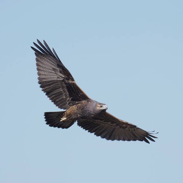 A juvenile Black-chested Buzzard Eagle soars against a blue sky background A single juvenile Black-chested Buzzard Eagle (Geranoaetus melanoleucus) soars against a pale blue sky background in the Andes mountains near the capital Santiago de Chile young black chested buzzard eagle geranoaetus melanoleucus stock pictures, royalty-free photos & images