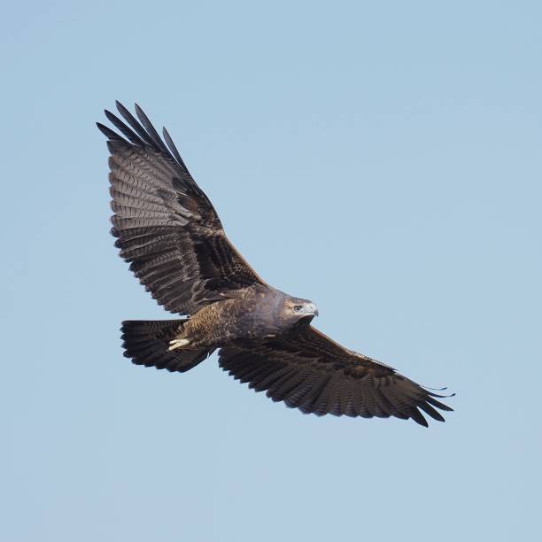 A juvenile Black-chested Buzzard Eagle soars against a blue sky background A single juvenile Black-chested Buzzard Eagle (Geranoaetus melanoleucus) soars against a pale blue sky background in the Andes mountains near the capital Santiago de Chile young black chested buzzard eagle geranoaetus melanoleucus stock pictures, royalty-free photos & images