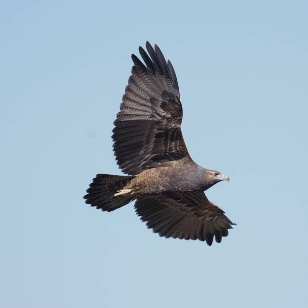 A juvenile Black-chested Buzzard Eagle soars against a blue sky background A single juvenile Black-chested Buzzard Eagle (Geranoaetus melanoleucus) soars against a pale blue sky background in the Andes mountains near the capital Santiago de Chile young black chested buzzard eagle geranoaetus melanoleucus stock pictures, royalty-free photos & images