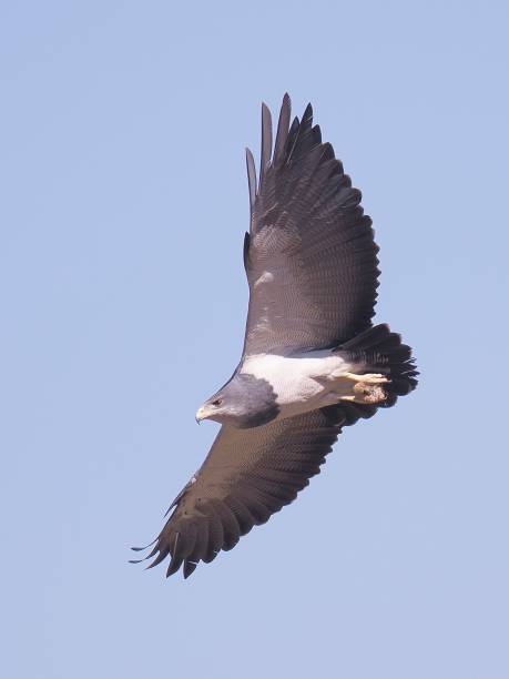 A Black-chested Buzzard Eagle soars against a blue sky background A single juvenile Black-chested Buzzard Eagle (Geranoaetus melanoleucus) soars against a pale blue sky background in the Andes mountains near the capital Santiago de Chile young black chested buzzard eagle geranoaetus melanoleucus stock pictures, royalty-free photos & images
