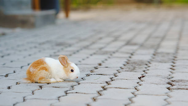 istock Rabbit innocent curious concept. A small rabbit resting on a paved surface in a serene outdoor setting. 2206834289