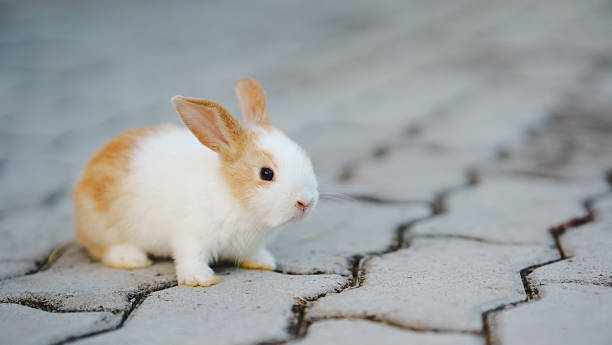 istock Rabbit innocent curious concept. A small rabbit with brown and white fur sits on a cobblestone surface. 2206834854