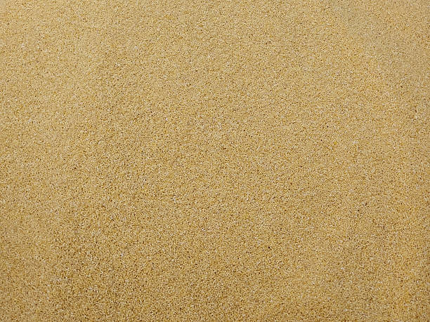 istock Foxtail millet or foxtail bristle grass dried seeds 2206836602