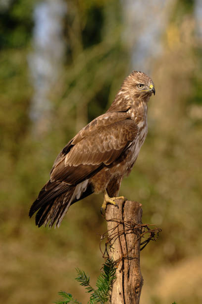istock Eurasian buzzard in the countryside 2206840228