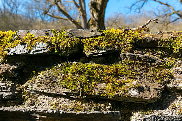 Lush green moss blankets weathered stones on an ancient wall, highlighted by a vibrant blue sky. The scene captures the beauty of nature's resilience and renewal in spring.
