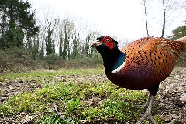 istock male pheasant in the countryside 2206840322
