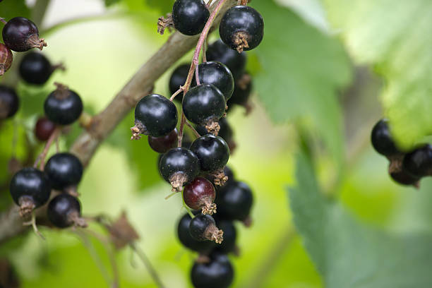 istock Blackcurrant berries growing on branch in summer sunlight 2206840481