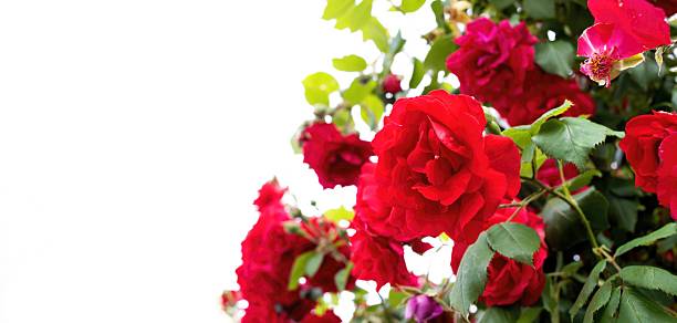 istock Red Roses Blooming with Love and Joy, copy space 2206840979