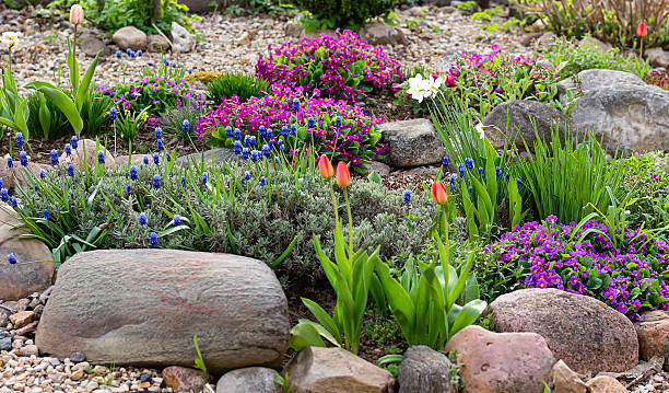 istock Vibrant Rock Garden with Spring Flowers in Bloom. 2206841053